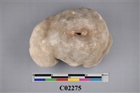 藏品(珊瑚化石)的圖片